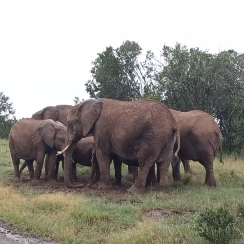 Elephants In Tsavo National Park