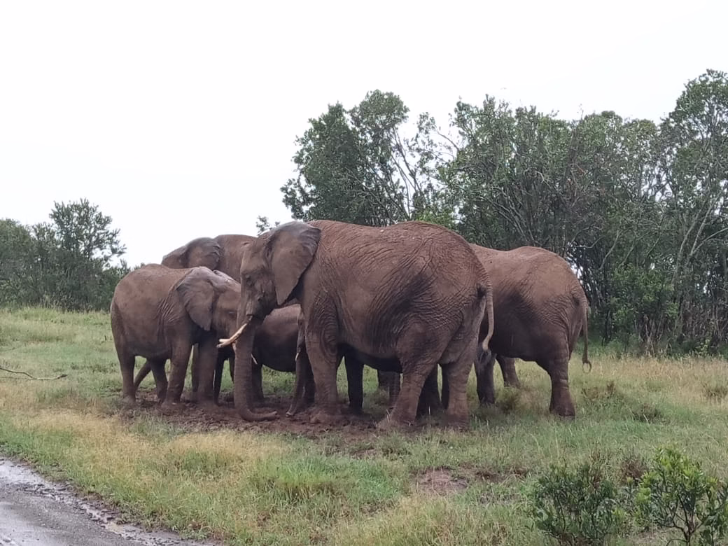 Elephants In Tsavo National Park