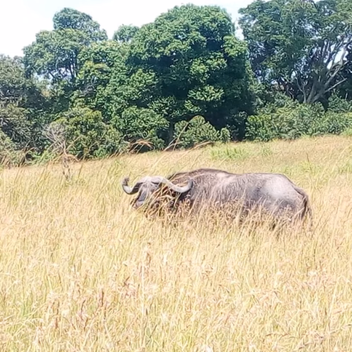 Bufallo at Tsavo National Park