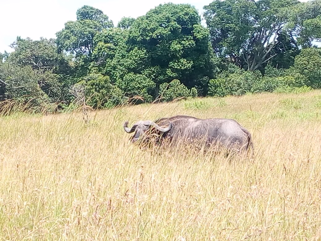 Bufallo at Tsavo National Park