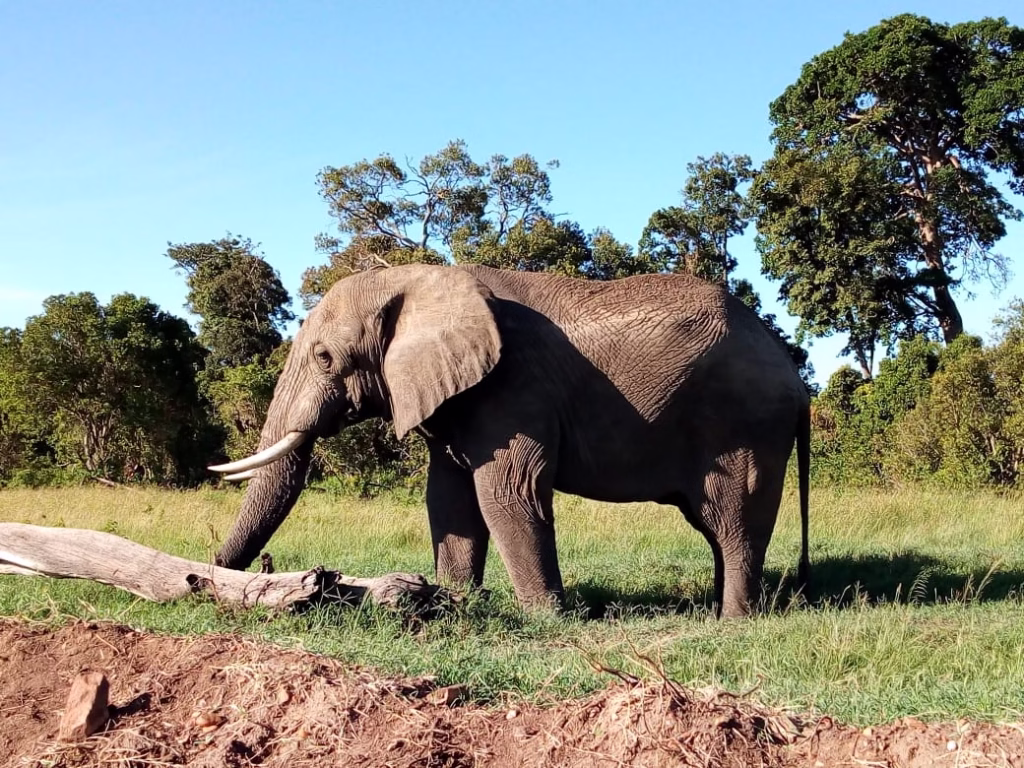 Elephant in tsavo east