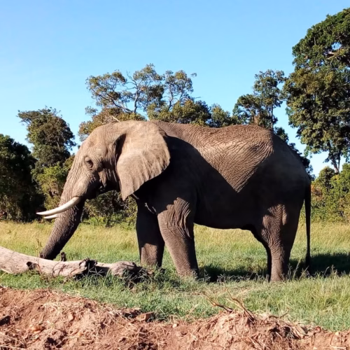 Elephant in tsavo east