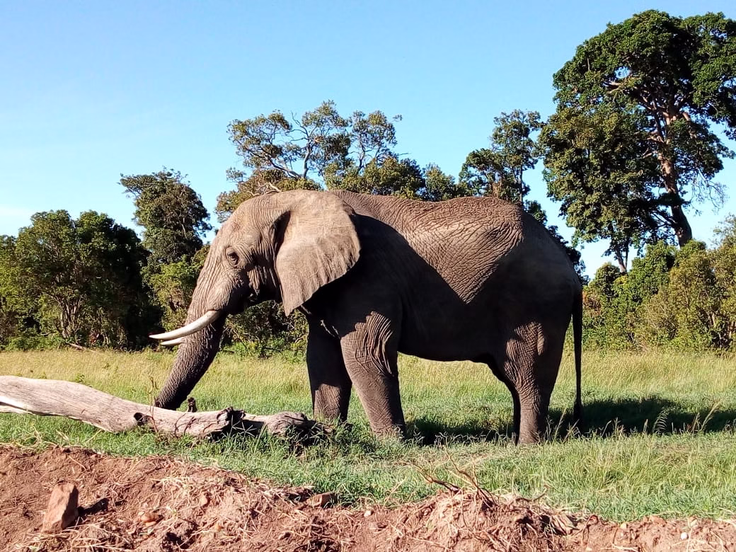 Elephant in tsavo east