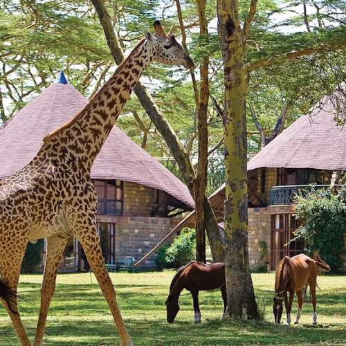 6-Day Best Sopa Lodges Safari